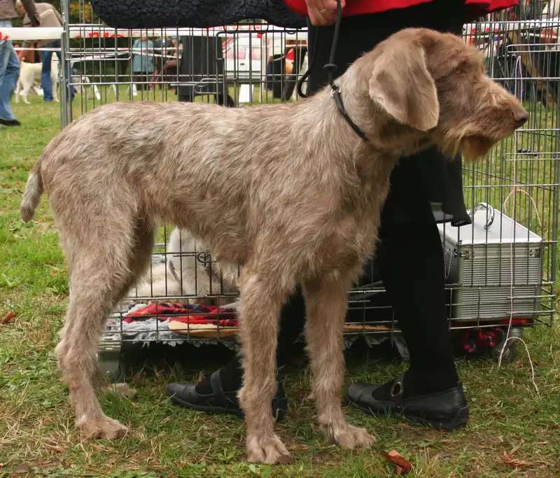 Slovak Rough-haired Pointer photo thumbnail 2