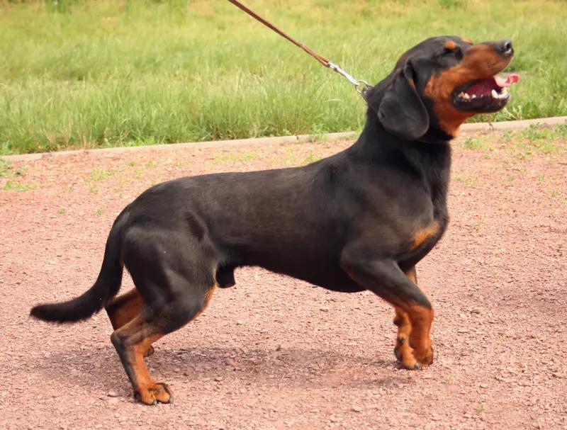 Slovensky Kopov - Scenthounds breed, Affectionate and Courageous