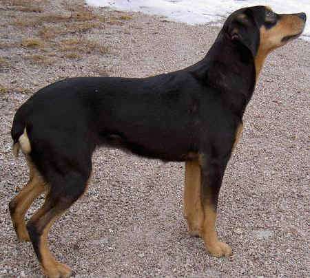 Småland Hound photo thumbnail 1