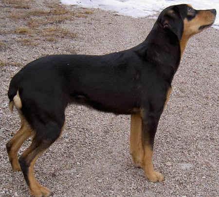 Småland Hound, a 91% match to Serbian Hound