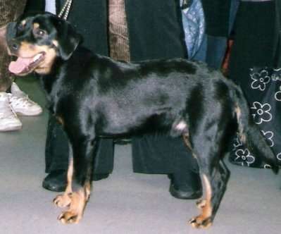 Småland Hound photo thumbnail 2