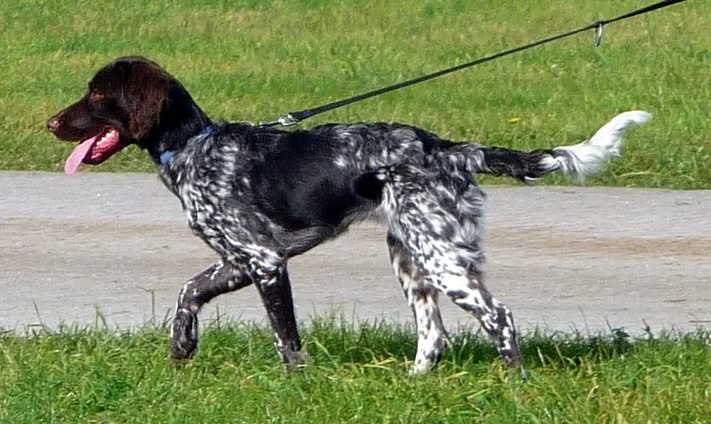 Small Munsterlander - Gun Dog dog breed
