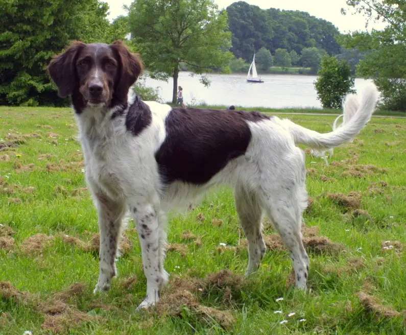 Small Munsterlander photo thumbnail 2