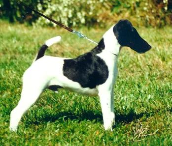 Smooth Fox Terrier, a 89% match to Wire Fox Terrier