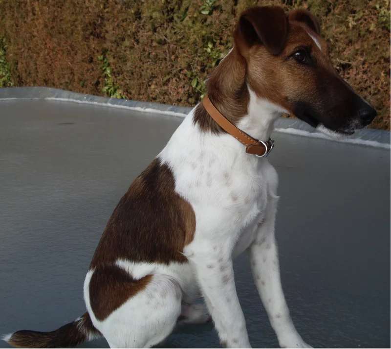 Smooth Fox Terrier photo thumbnail 2