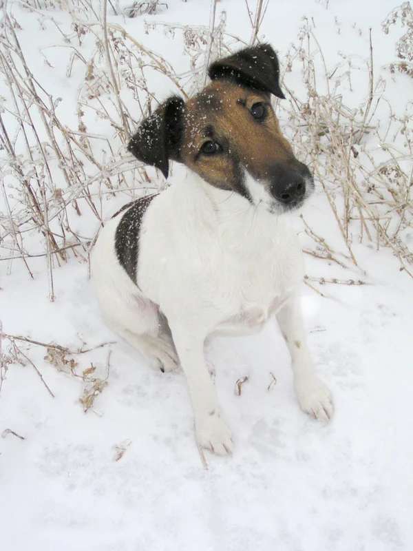 Smooth Fox Terrier photo thumbnail 3