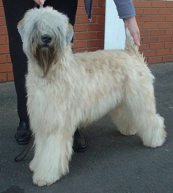 Soft-Coated Wheaten Terrier photo thumbnail 2