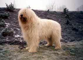 South Russian Ovcharka, a 86% match to Tosa Inu