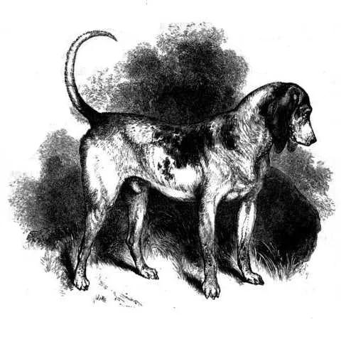 Southern Hound, a 88% match to Irish Wolfhound