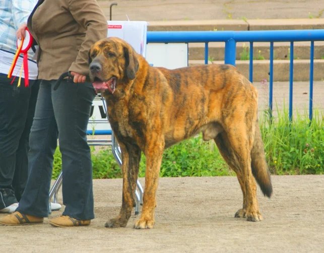 Spanish Mastiff - Working breed known for being Calm and Dignified