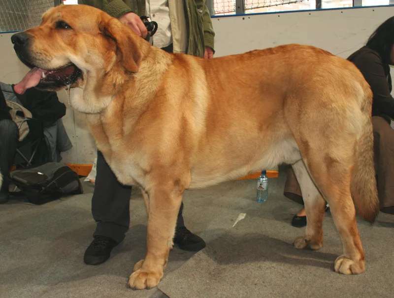 Spanish Mastiff photo thumbnail 2