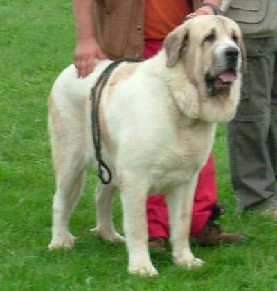Spanish Mastiff photo thumbnail 4