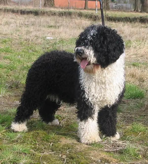 Spanish Water Dog, a 91% match to Bohemian Shepherd