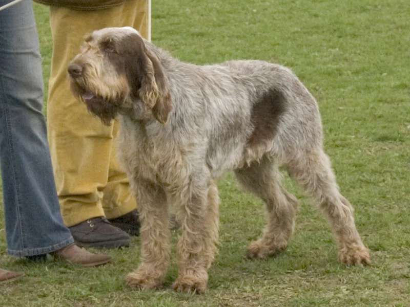 Spinone Italiano photo thumbnail 1