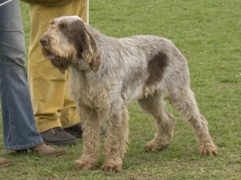 Spinone Italiano, a 88% match to Stabyhoun