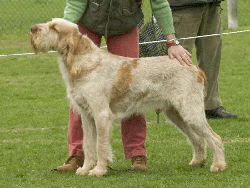 Spinone Italiano photo thumbnail 2