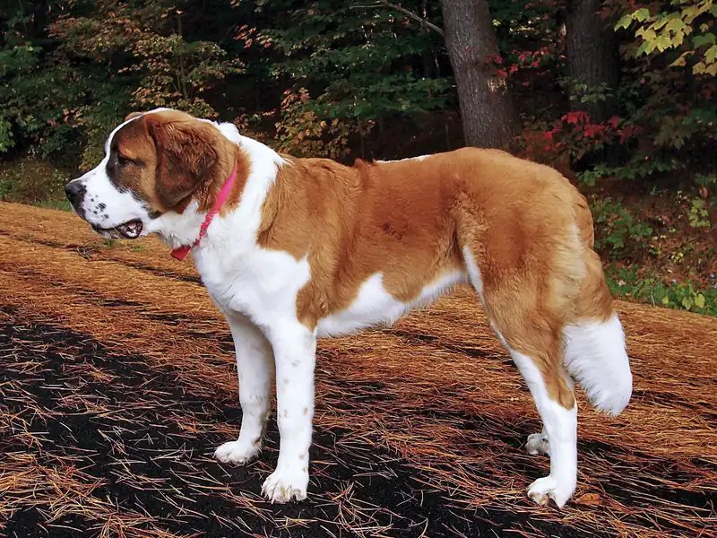 St. Bernard - Working breed known for being Calm and Gentle