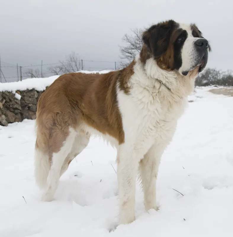 St. Bernard photo thumbnail 2