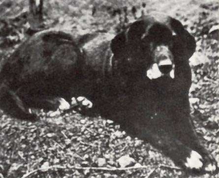 St. John's Water Dog photo thumbnail 2