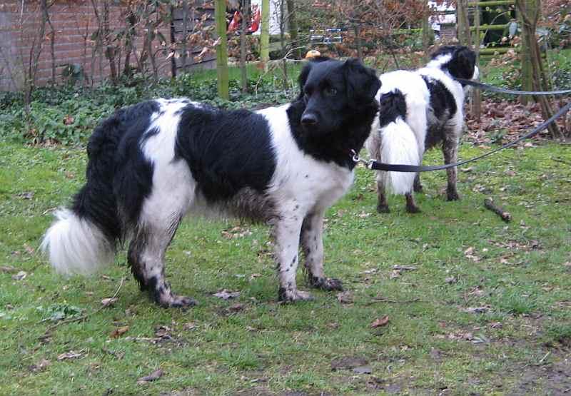 Stabyhoun, a 86% match to Curly-Coated Retriever