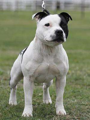 Staffordshire Bull Terrier photo thumbnail 1
