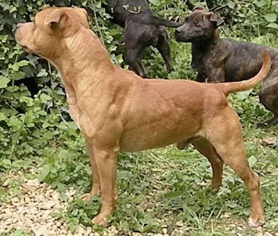 Staffordshire Bull Terrier photo thumbnail 2