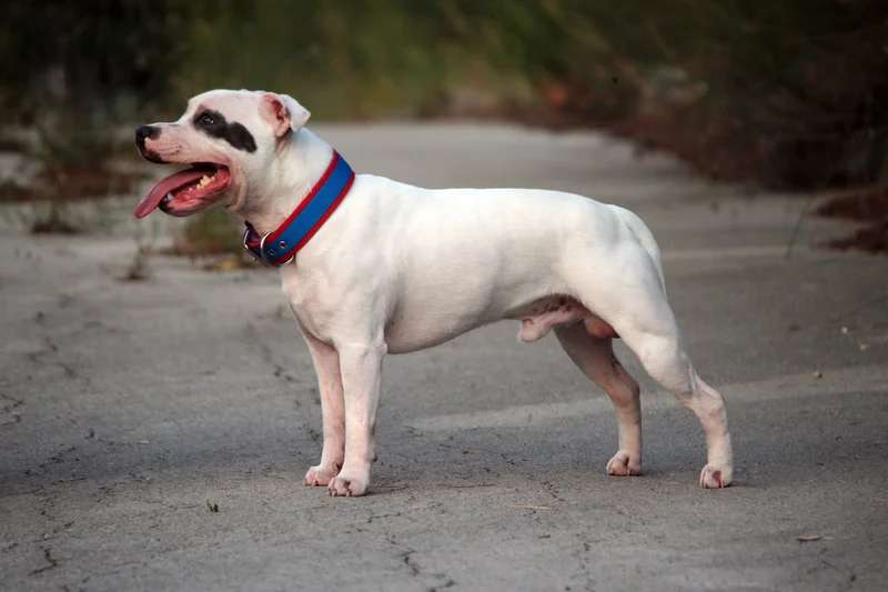 Staffordshire Bull Terrier photo thumbnail 3