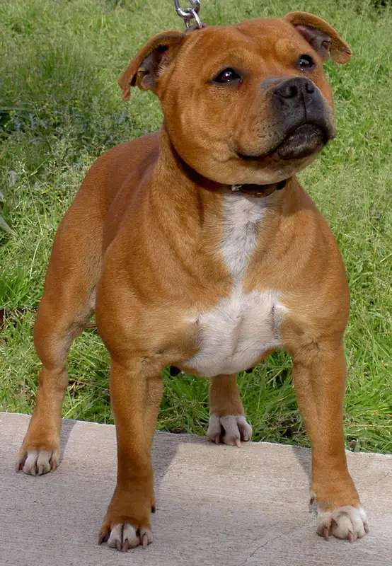 Staffordshire Bull Terrier photo thumbnail 4