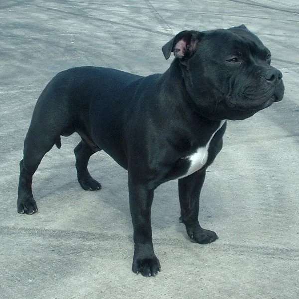 Staffordshire Bull Terrier photo thumbnail 5