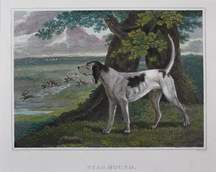 Staghound, a 88% match to Ibizan Hound