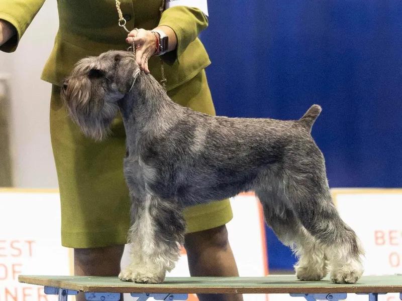 Standard Schnauzer, a 87% match to Russian Spaniel