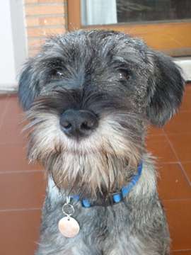 Standard Schnauzer photo thumbnail 4