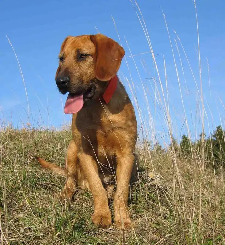 Styrian Coarse-haired Hound - Hound dog breed