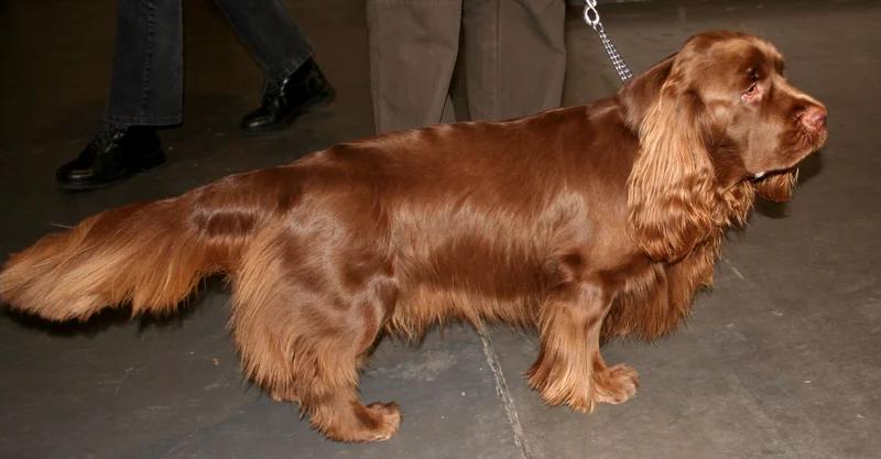 Sussex Spaniel, a 88% match to Spinone Italiano