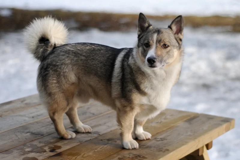 Swedish Vallhund - Herding breed, Affectionate and Alert