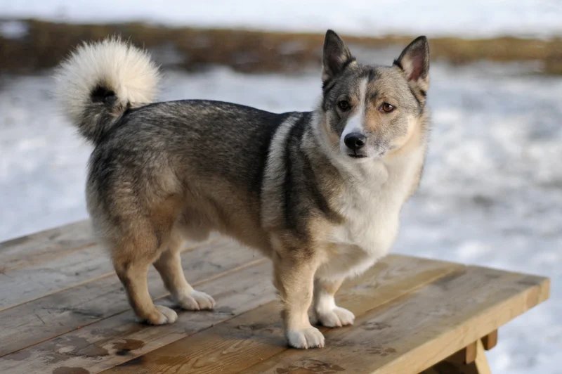 Swedish Vallhund - Herding breed known for being Affectionate and Alert