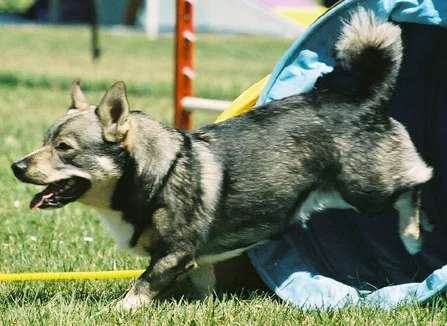 Swedish Vallhund photo thumbnail 3