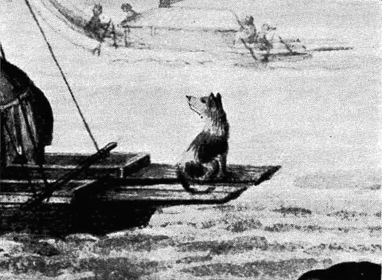 Tahitian Dog photo thumbnail 2