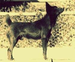 Tahltan Bear Dog photo thumbnail 2
