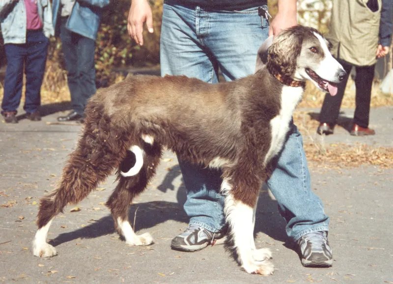 Taigan - Sighthound breed known for being Alert and Energetic