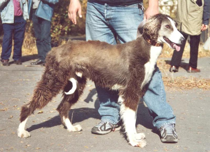 Taigan, a 88% match to Greek Harehound