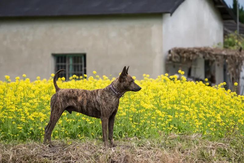 Formosan Mountain Dog, a 85% match to Boxer