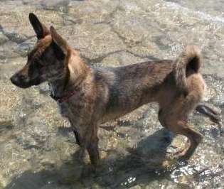 Formosan Mountain Dog photo thumbnail 2
