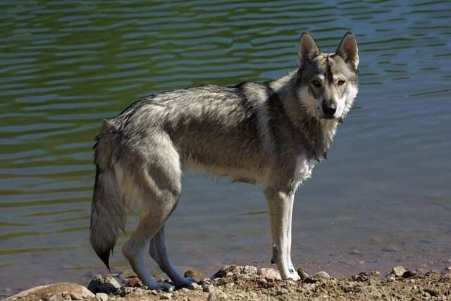 Tamaskan Dog photo thumbnail 1
