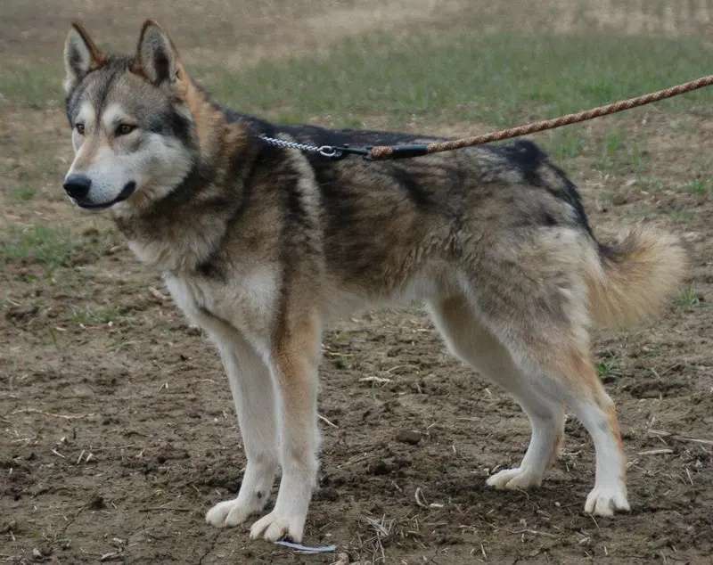 Tamaskan Dog photo thumbnail 2
