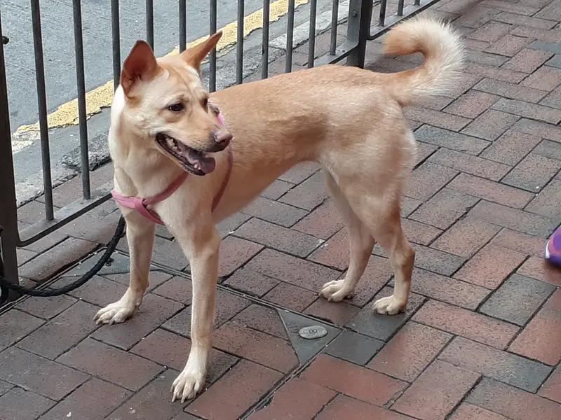 Tang Dog, a 88% match to German Spitz