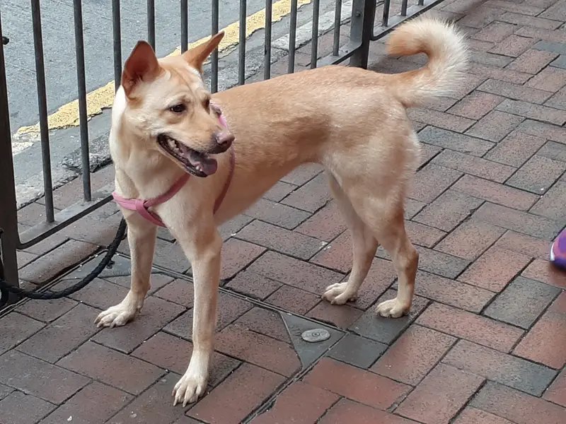 Tang Dog - Working breed known for being Affectionate and Intelligent