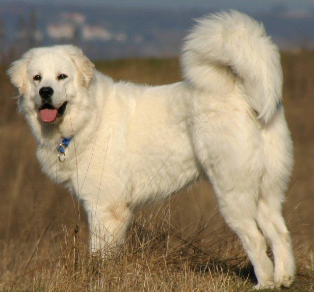 Polish Tatra Sheepdog, a 87% match to Sarplaninac
