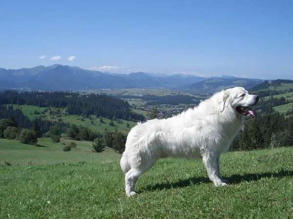 Polish Tatra Sheepdog photo thumbnail 2