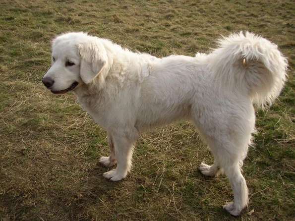 Polish Tatra Sheepdog photo thumbnail 3